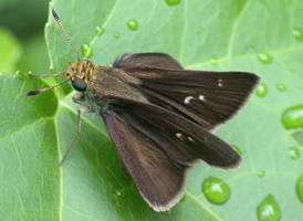 Dun Skipper